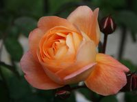 les Roses au jardin ce 3 Juin 2015