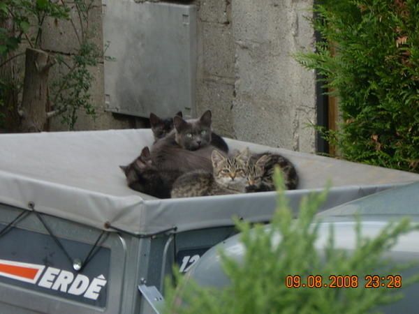 La vie des chatons sauvés des méchants jardiniers