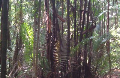 Une nature exubérante et 28 parcs nationaux en Malaisie