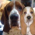 Die Bassets vom Billetal