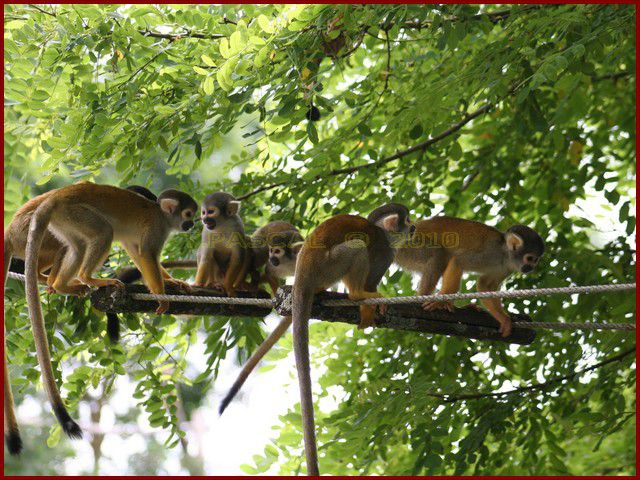 Album - VALLEE-DES-SINGES-2010