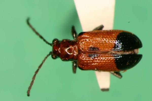 Photos des insectes que j'a pu trouver sur les routes de Floride