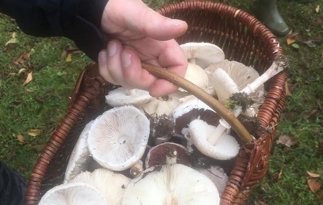 Découverte des champignons avec L'eaudici / Odcvl