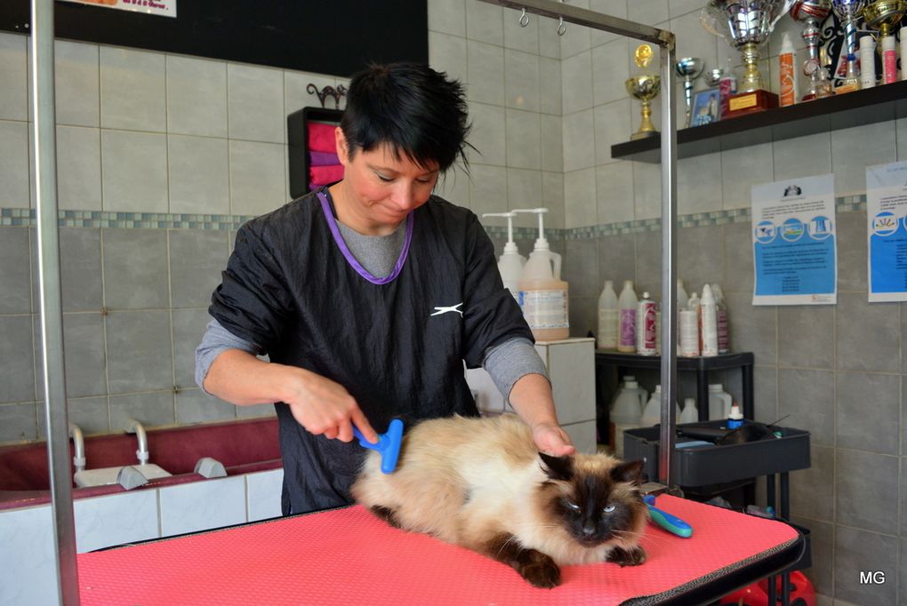Le salon de toilettage "Miss Féline" d'Amélie Nowicki sis 102 rue du Général Delestraint à Aniche - Photos : 13 juin 2019