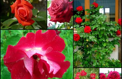 Les roses de Picardie !