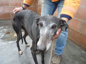 Amidala petite galga de 3ans qui a besoin de vous!