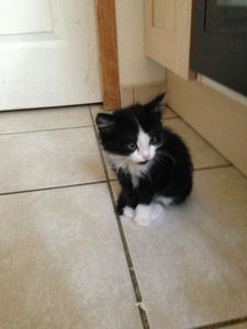 Just, chaton mâle de 2 mois, à l'adoption -&gt; adopté