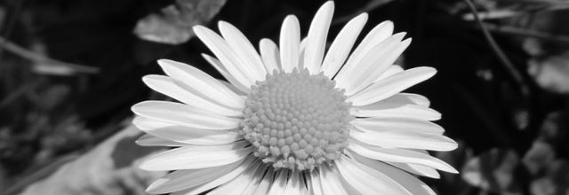Printemps en noir et blanc