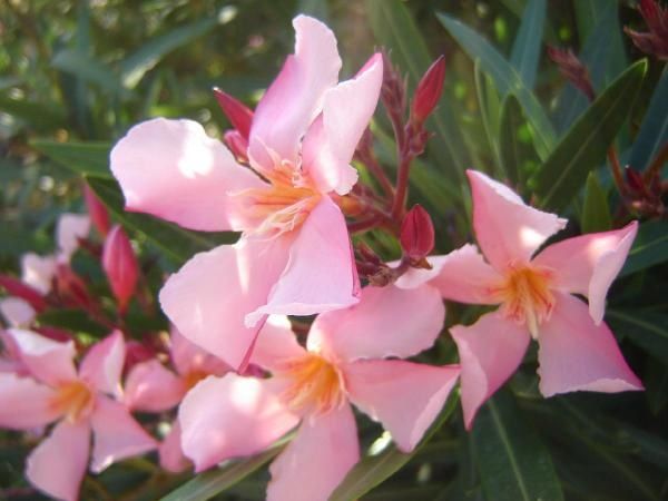 Les Fleurs de mon Jardin
