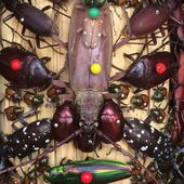Cet artiste japonais crée des statues composées de milliers d'insectes morts