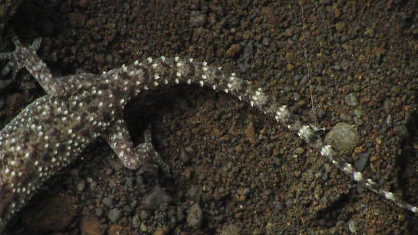 Album - reptiles-et-amphibiens-de-la-reunion