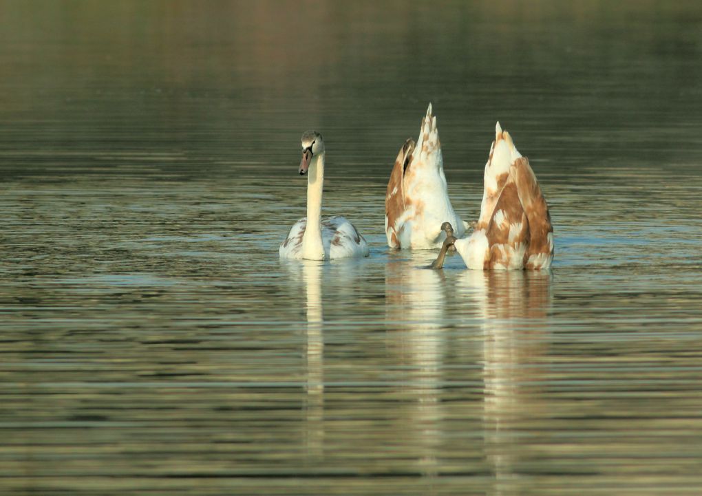 Album - La famille cygne