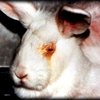 Demandez l'abolition de l'expérimentation animale pour les cosmétiques faite par Shiseido !!!