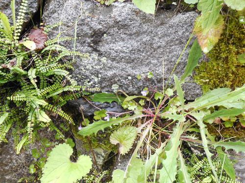 Cauterets au mois de mai.... paysages et fleurs sauvages !