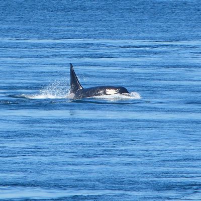 San Juan Island : Orcas, Orcas, Orcas !