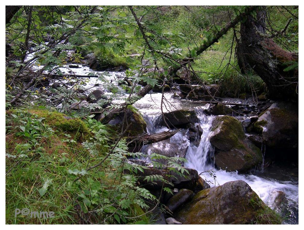 Album - Arbres - Nature 