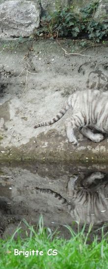 Les bébés tigres blancs au zoo de Pessac...