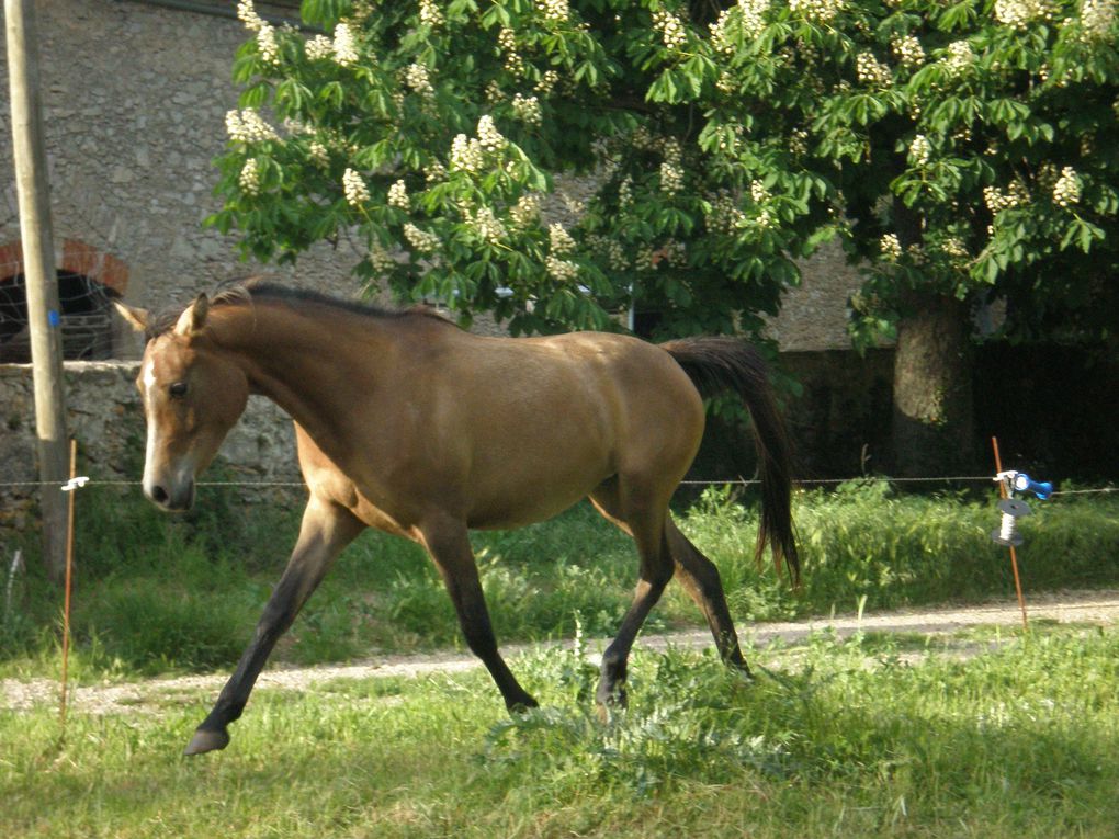 les chevaux , du poulain à la compétition...