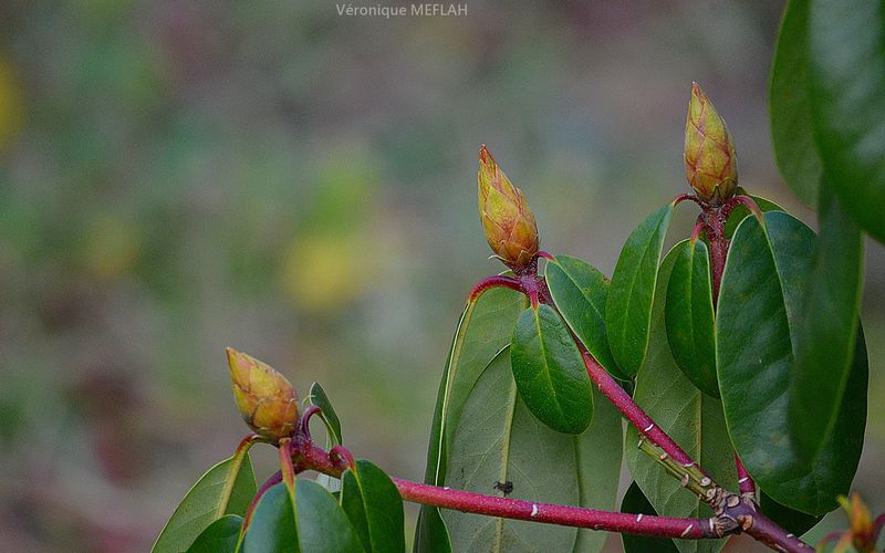 Bourgeons de rhododendrons 