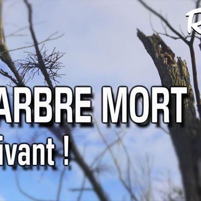 Pourquoi conserver un arbre mort au jardin ?