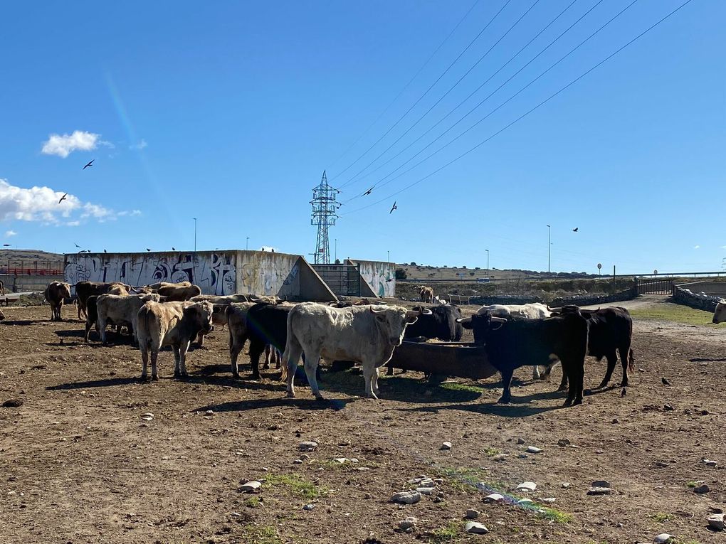 DIAPORAMA Terres taurines - des toros braves comme vous les aimés