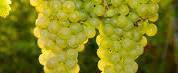 #Chenin Blanc Producers Central Coast California Vineyards 