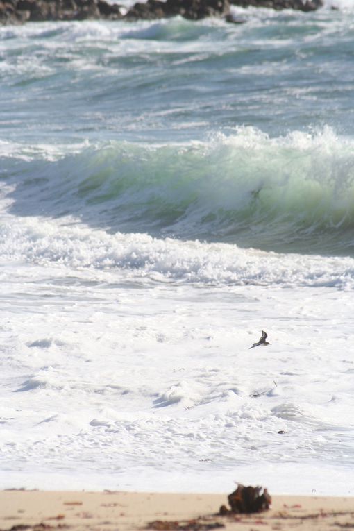 Les photos du mois de Décembre 2009, surtout des plages ...
En bonus, j'en ai rajouté d'autres prises en aout et juillet que je n'avais pas eu le temps de mettre en ligne ... Amusez vous à trouver lesquelles ...