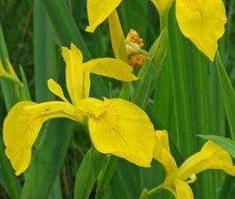 Des plantes des milieux humides comme l'iris des marais en pleine floraison dans le lit du ru de Binel... mais aussi, à quelques pas, des plantes des pelouses sèches comme l'orchidée pourpre