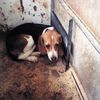 Actions against the MARSHALL UK BEAGLE Factory