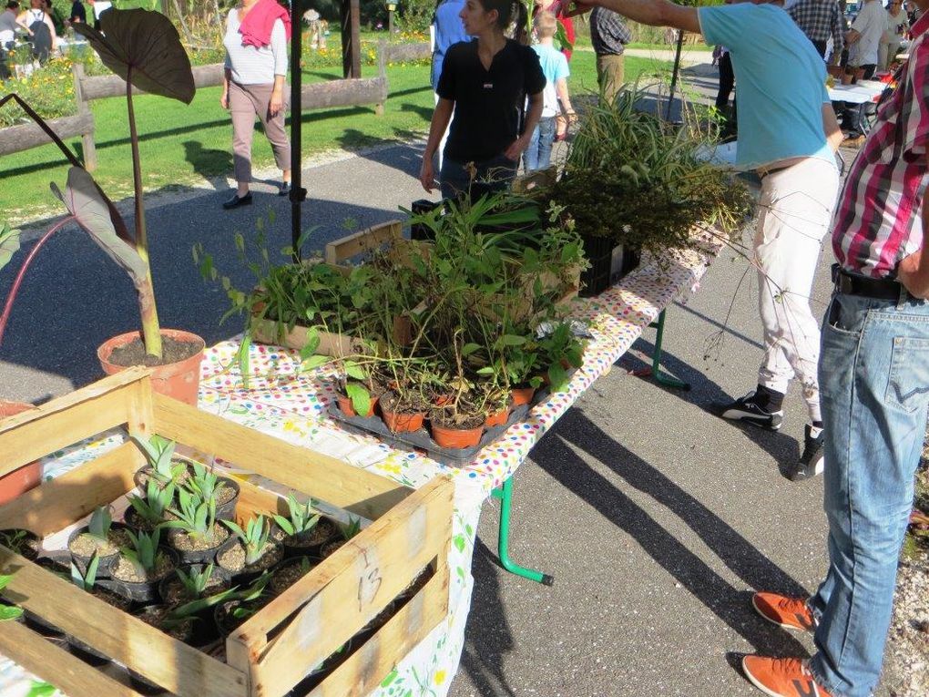 Troc aux plantes à Ligny (avec photos)