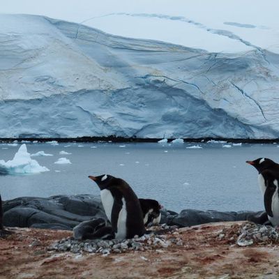 Voyage au bout du monde: de la Terre de Feu à l’Antarctique