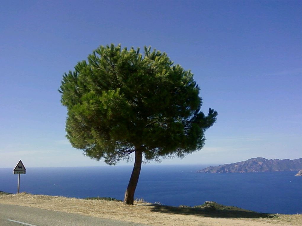 photos d'arbres aux formes insolite, écorce diverses, utilisation...
Passionné par cet être vivant présent resque partout dans le monde.