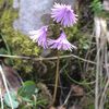 Soldanelle Alpine et Pensée des Alpes (Violette Eperonnées)