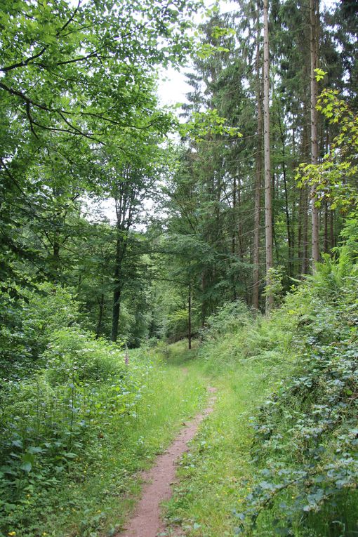 Le circuit des lavoirs de Phalsbourg 1