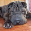 sharpei / shar pei