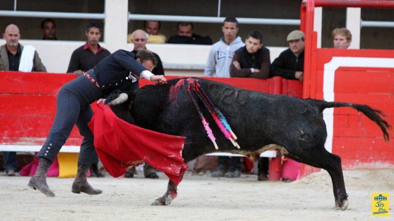 St-Martin-de-Crau Samedi 8 octobre 1011 Journée du Revivre de la Feria de la Crau Tienta de macho et de vacas et Lidia de 4 toros Ganaderias : Giraud-Malaga-Yonnet