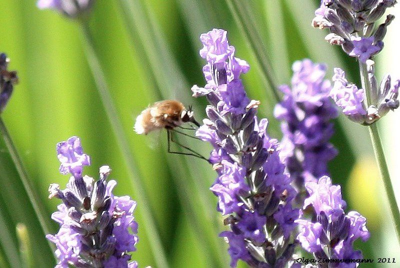 les insectes, araignées, et toutes ces petites bêtes sans lesquelles aucune vie n'est possible