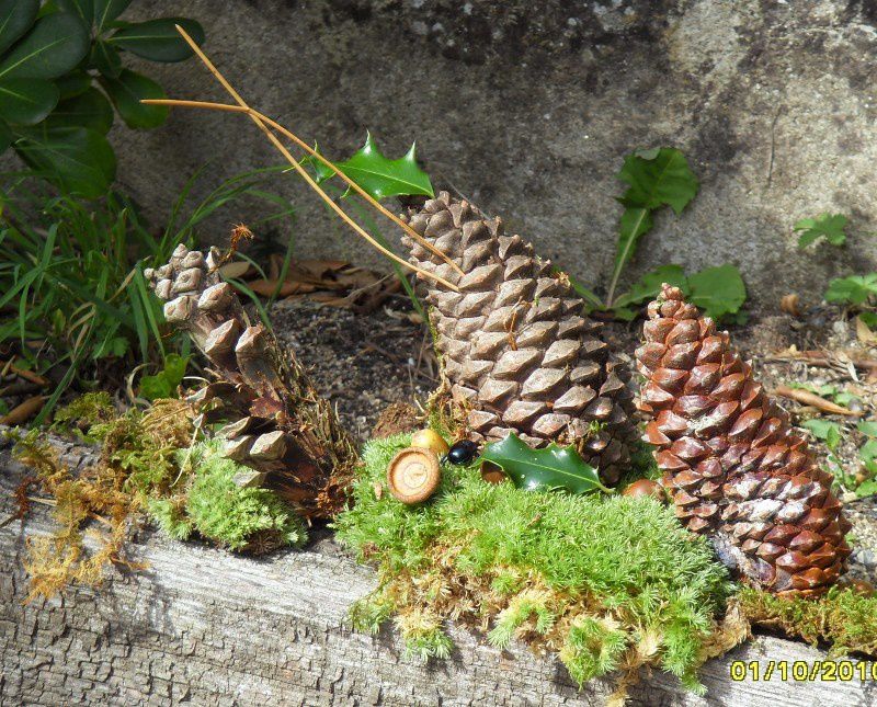 Collectes de la forêt de Mareuil installées dans la cour de derrière au retour de notre sortie.