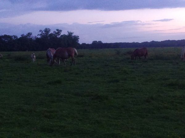 Rendez-vous avec les chevaux 