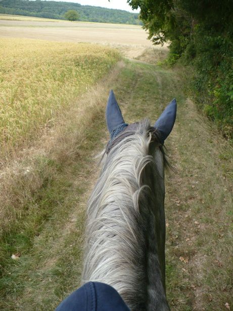 un cheval en pension pour deux mois, quelques séances de dressage en amazone ou à califourchon, un cheval au pré...Kitano, dit Lulu!