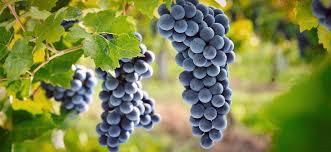 #Zinfandel Producers Australia Vineyards  page 2