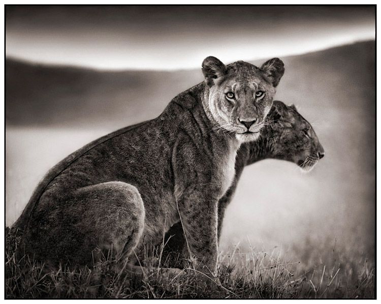 Voici, en complément de l'article "l'Afrique au crépuscule" du photographe Nick Brandt, (colonne de droite du blog - galerie de dessins) 45 photos parmi les plus belles du livre.