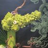 Exposition d'Ikebana