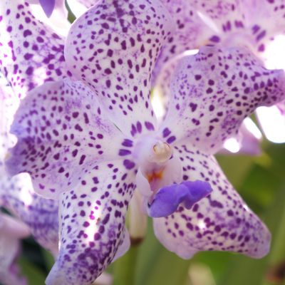 Journee trek dans la jungle près de Chang Maï