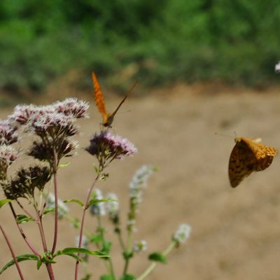 Des papillons par dizaine