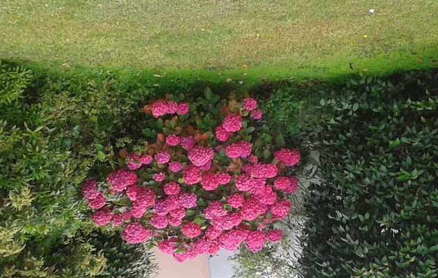 hortensia fushia