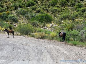 Canyon de Atuel, Argentine en camping-car