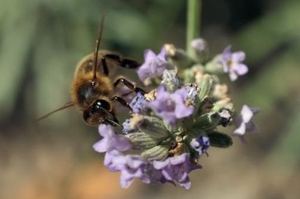 Les abeilles sont sensibles à la lumière ! Les pesticides auront-ils disparu au petit matin ?