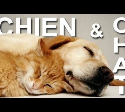 Les chats ne font pas des chiens... et vice versa