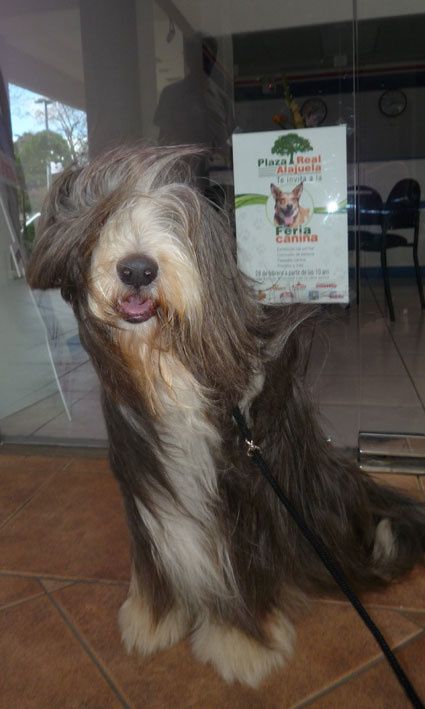 Album - Feria-Canina